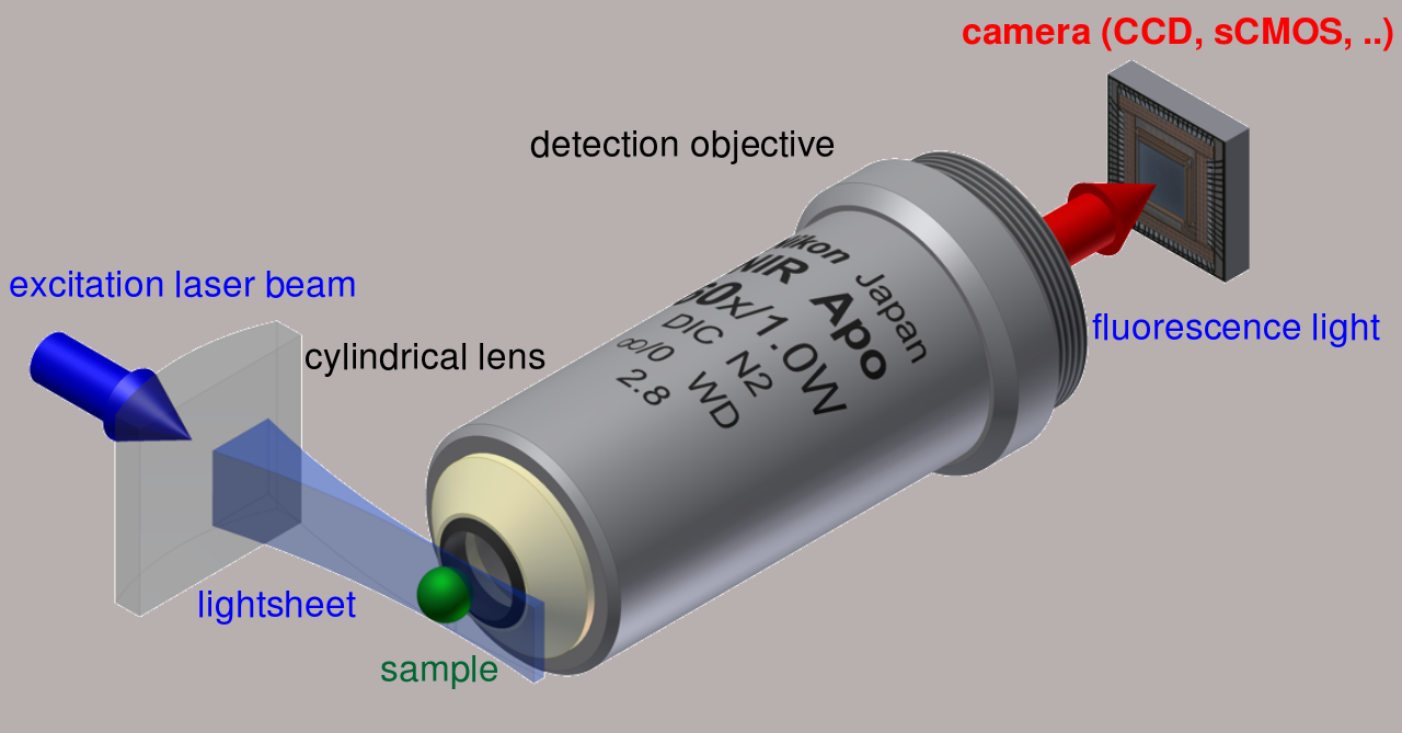 Selective Plane Illumination Microscopy